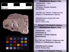 Foto (Objekt + Etiketten) von Bucculentum sp. (NHMW-GEO-1990-0041-0337)